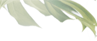 Viridi